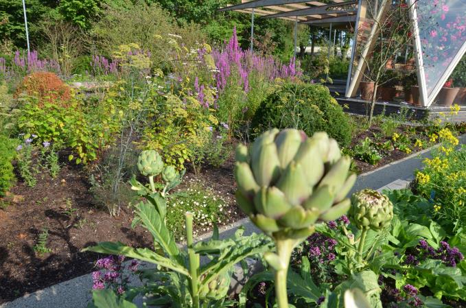 Artichokes getting ready for the pot